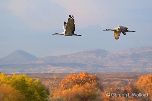 Sandhill Cranes_73133.jpg - Sandhill Cranes (Grus canadensis) in flightPhotographed in the Bosque del Apache National Wildlife Refuge near San Antonio, New Mexico, USA.